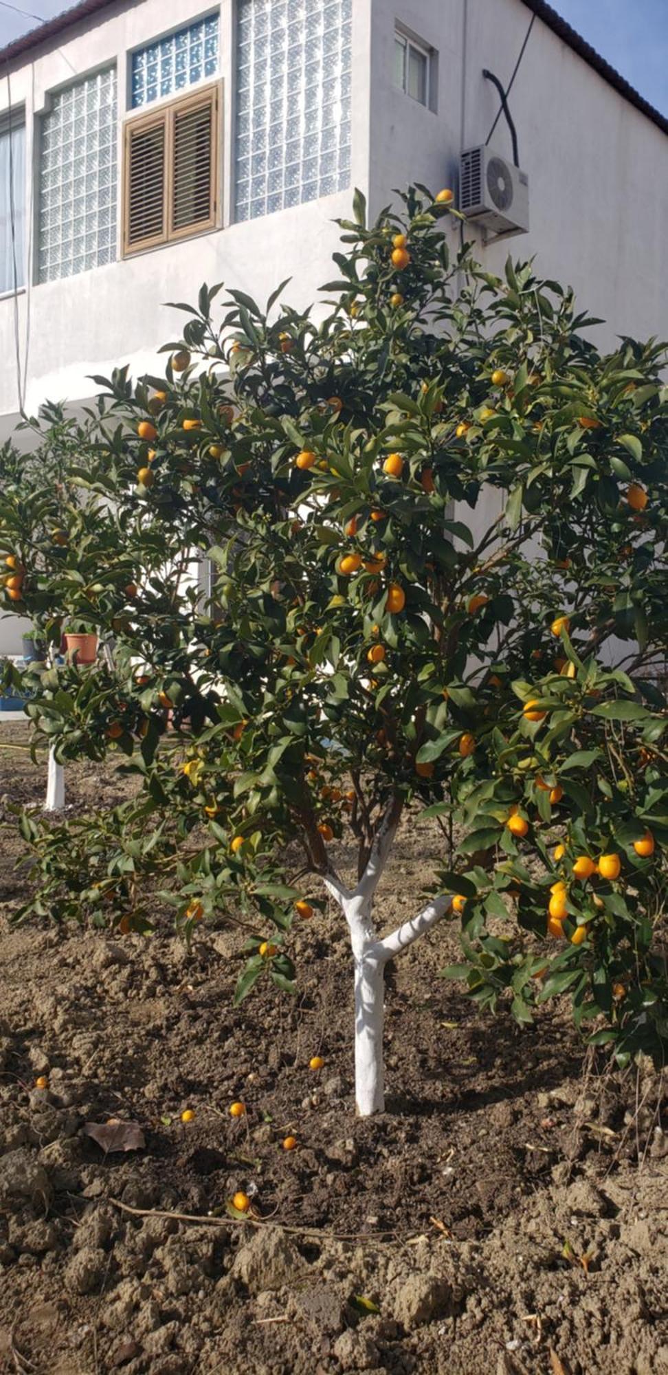 Pomegranates & Olives Guesthouse دراس المظهر الخارجي الصورة